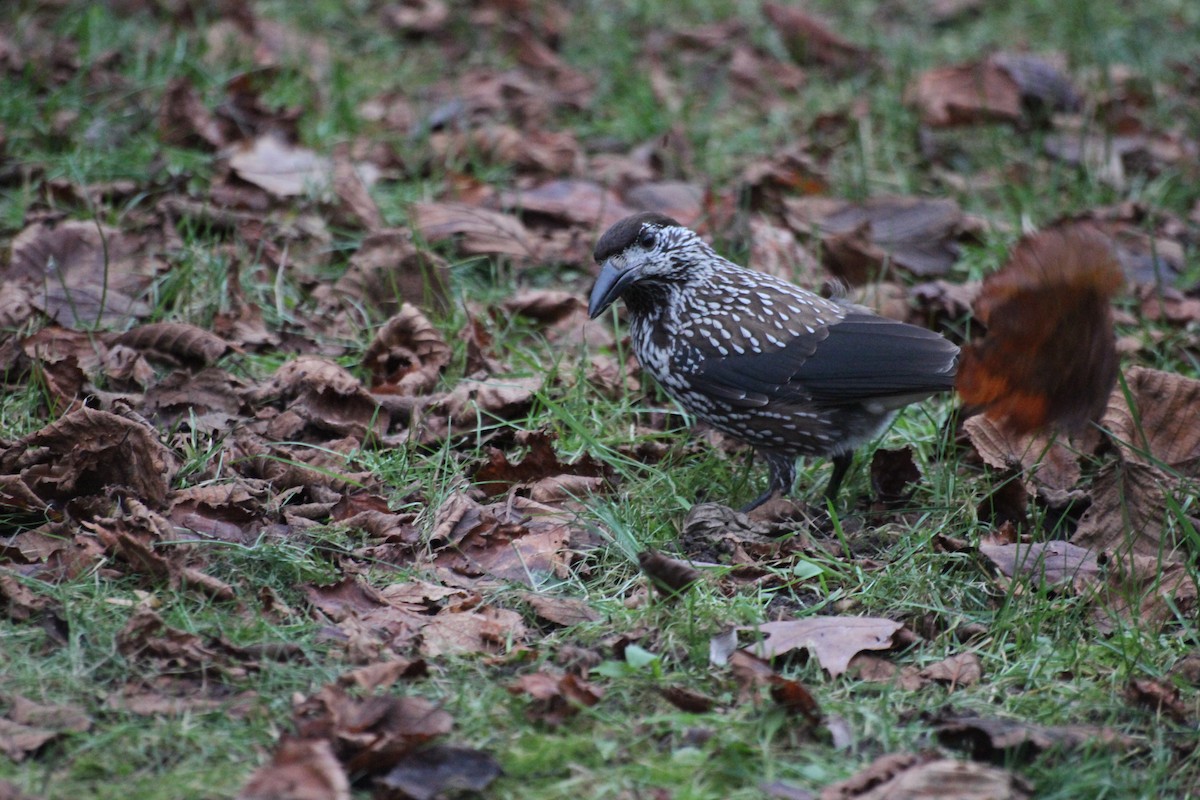 Northern Nutcracker - ML646287630