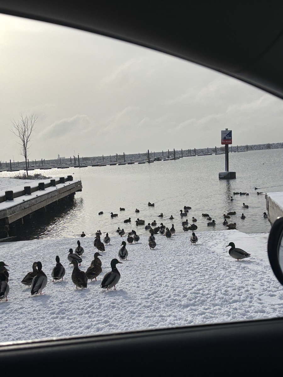 綠頭鴨 - ML646287631