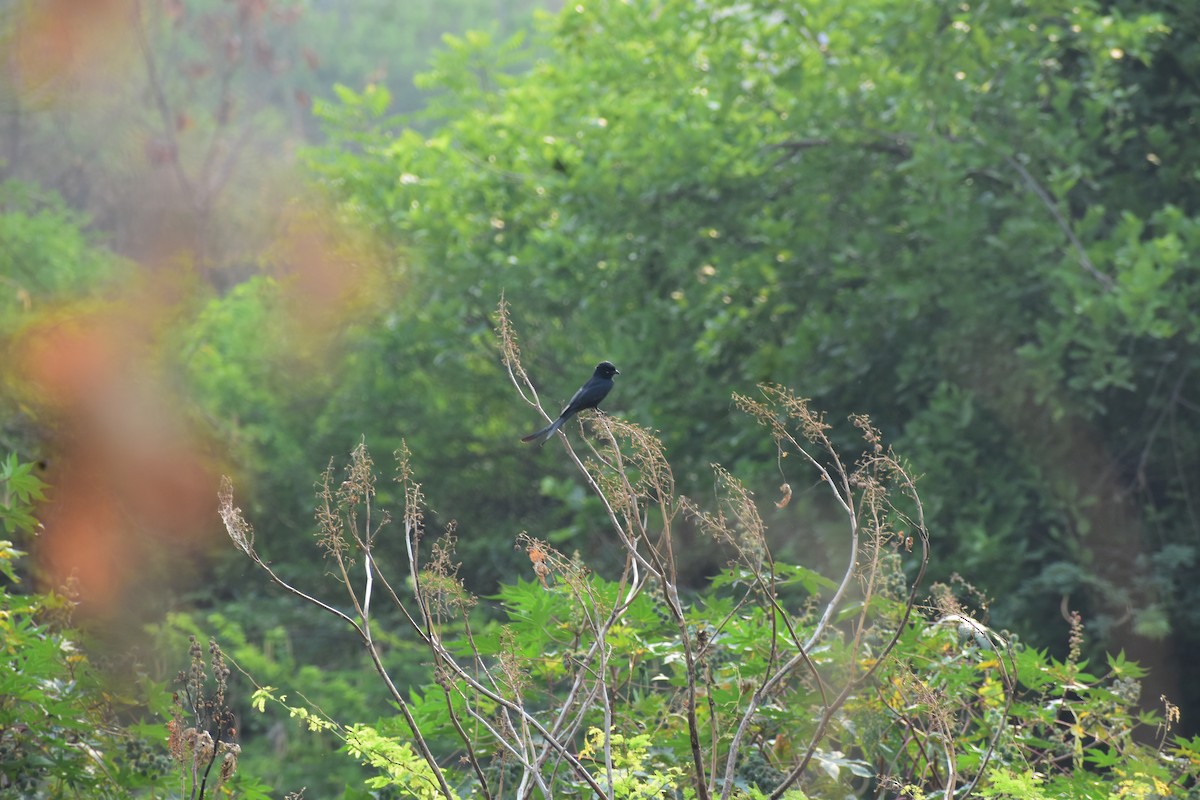 大卷尾 - ML646287632