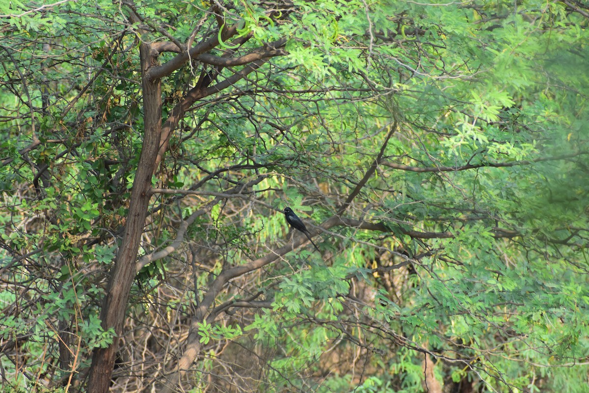 大卷尾 - ML646287633