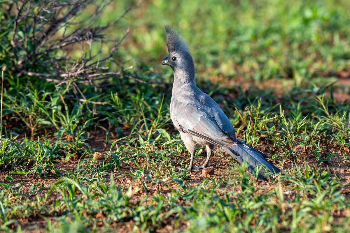 Gray Go-away-bird - ML646287634