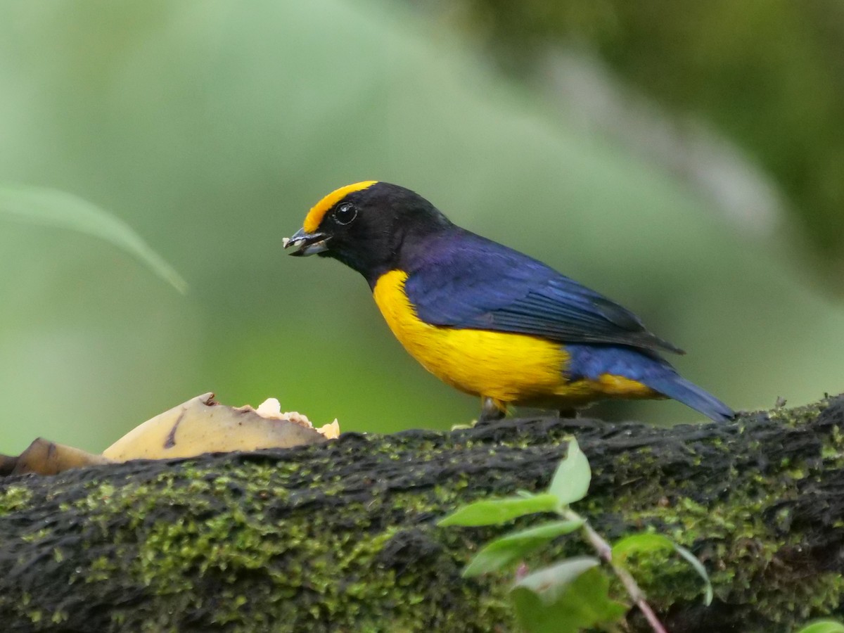 Orange-bellied Euphonia - ML646287635