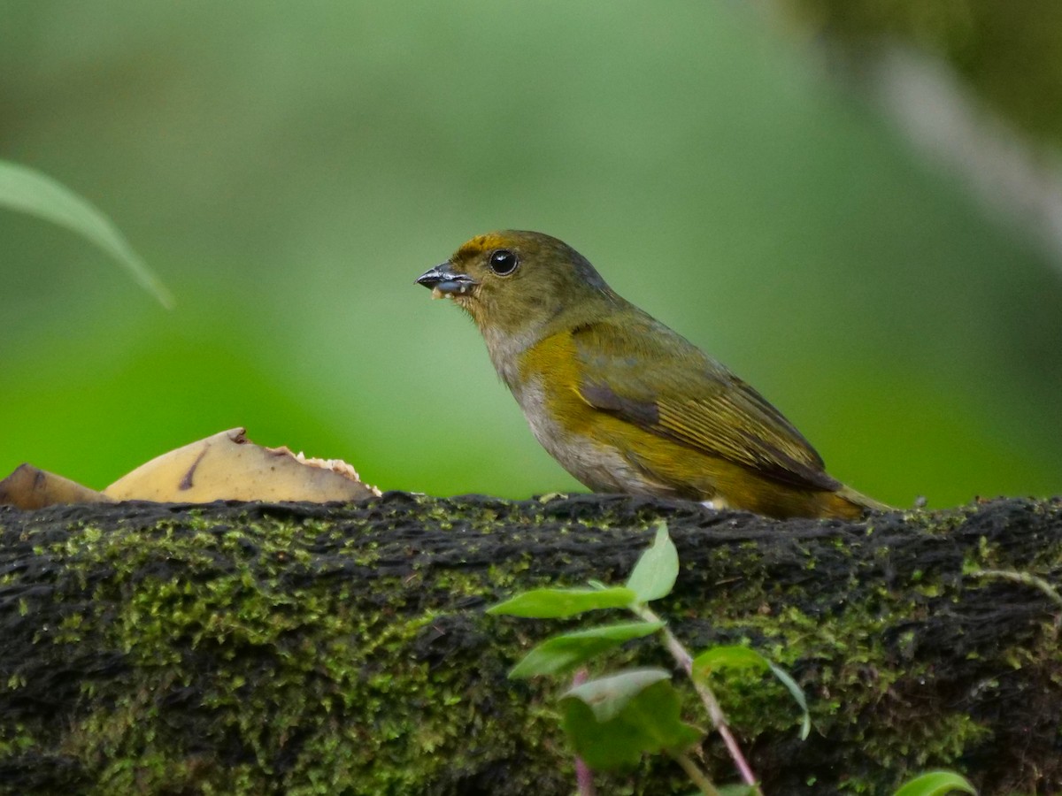 Orange-bellied Euphonia - ML646287636