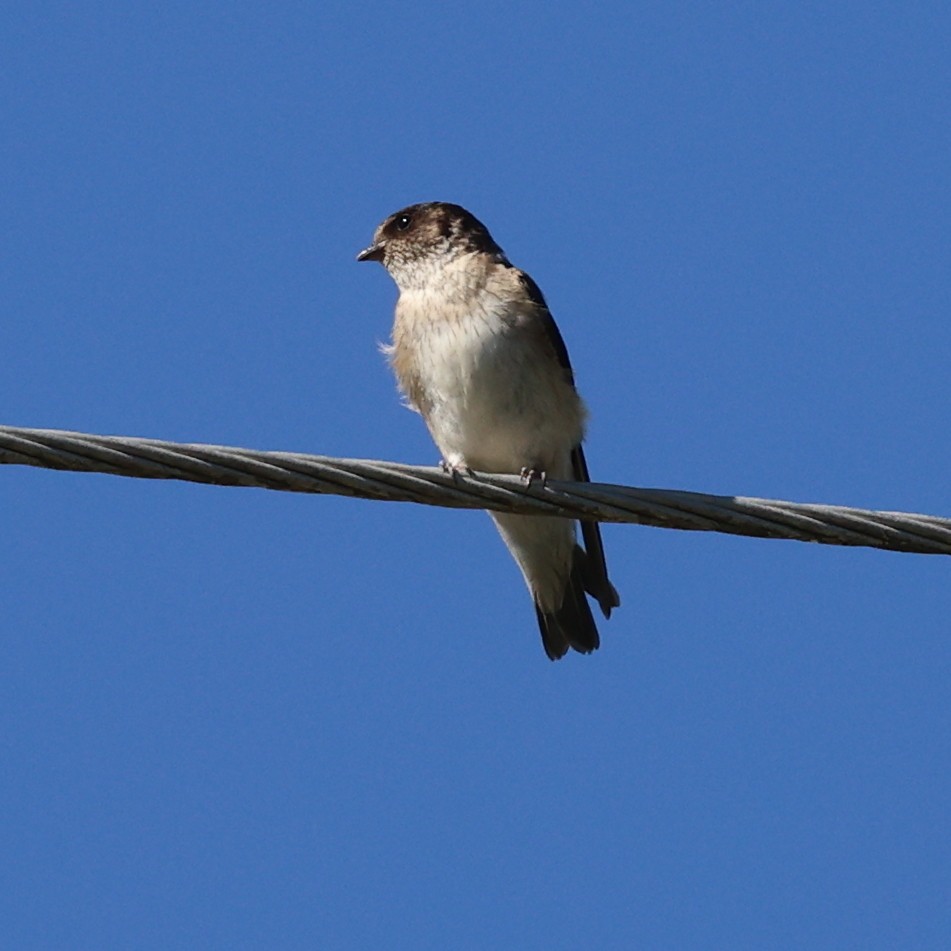 Tree Martin - ML646287637