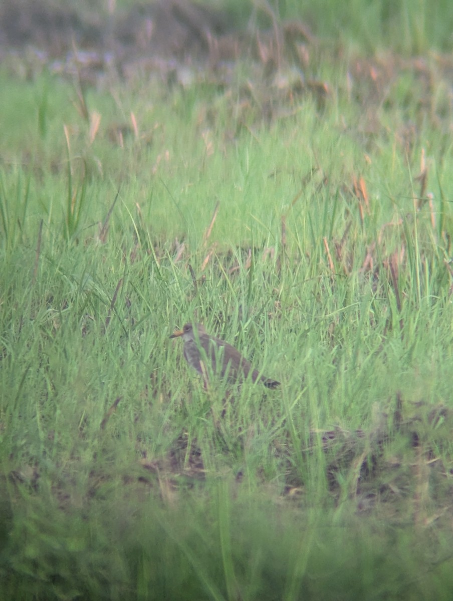 čejka šedohlavá - ML646287638