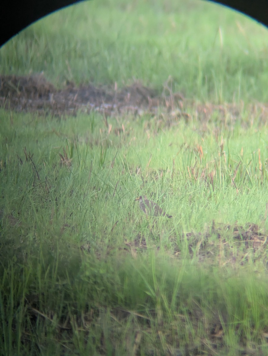 čejka šedohlavá - ML646287639