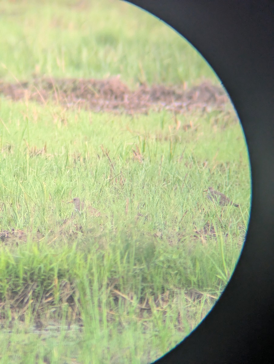 čejka šedohlavá - ML646287640