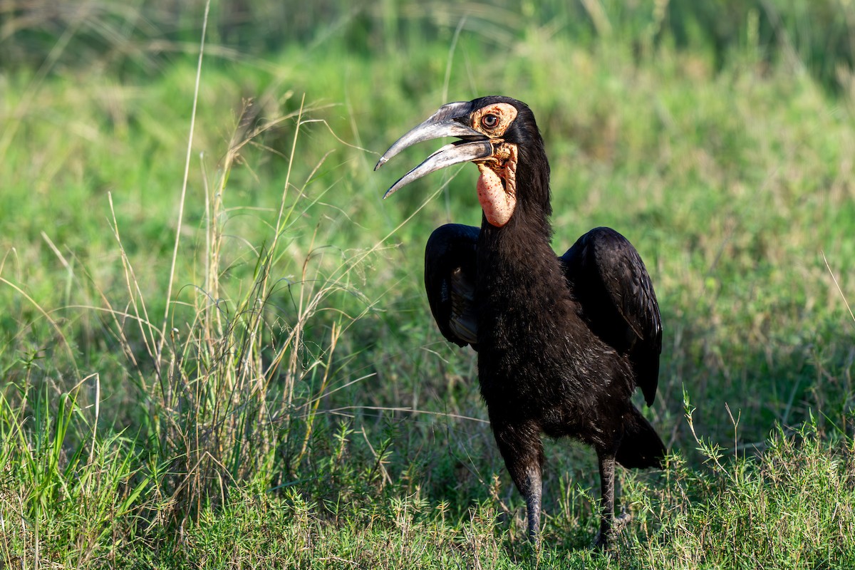 Southern Ground-Hornbill - ML646287641