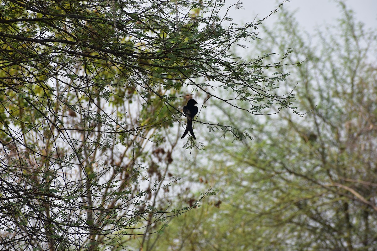 大卷尾 - ML646287642