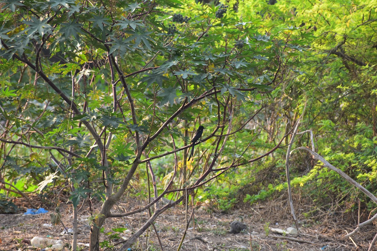 大卷尾 - ML646287643