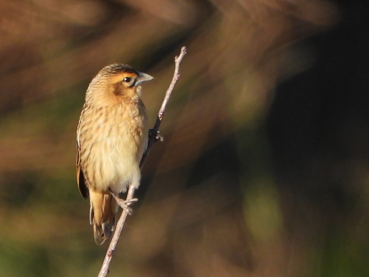 Long-tailed Widowbird - ML646287644