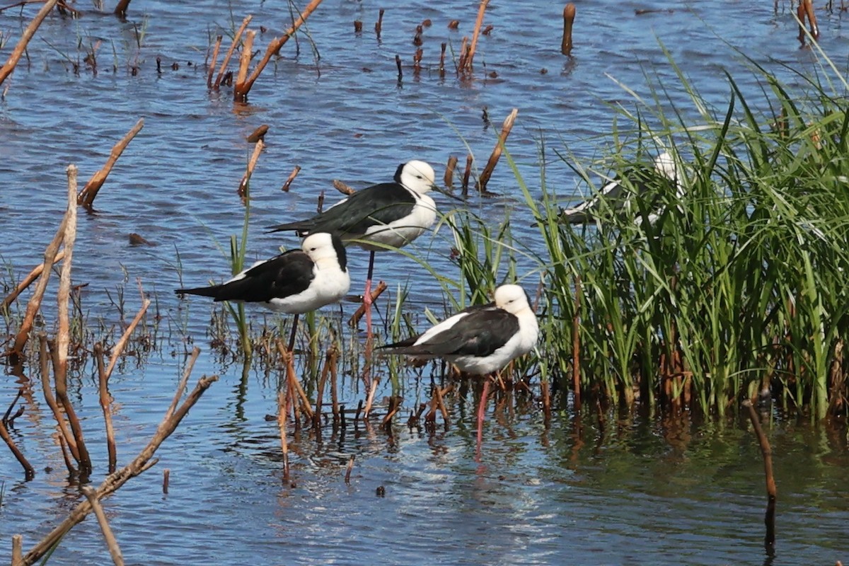 黑領高蹺鴴 - ML646287645