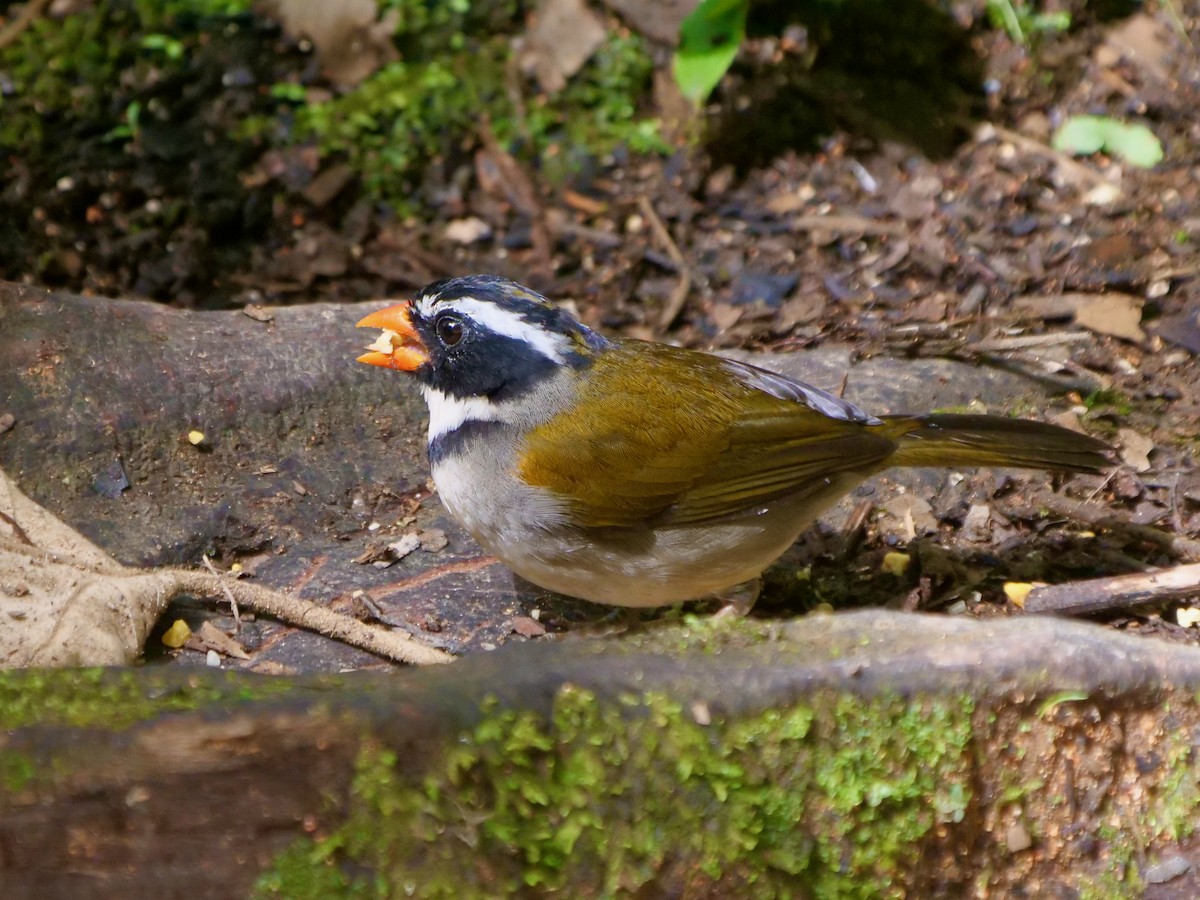 Orange-billed Sparrow - ML646287646