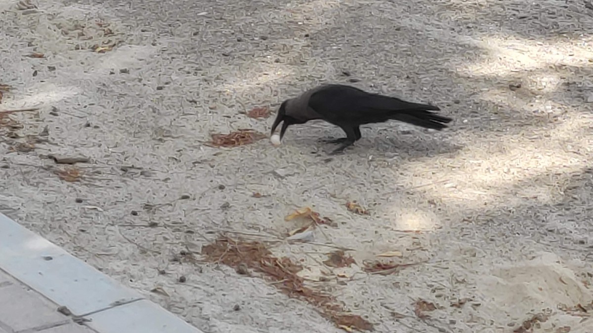 家烏鴉 - ML646287647