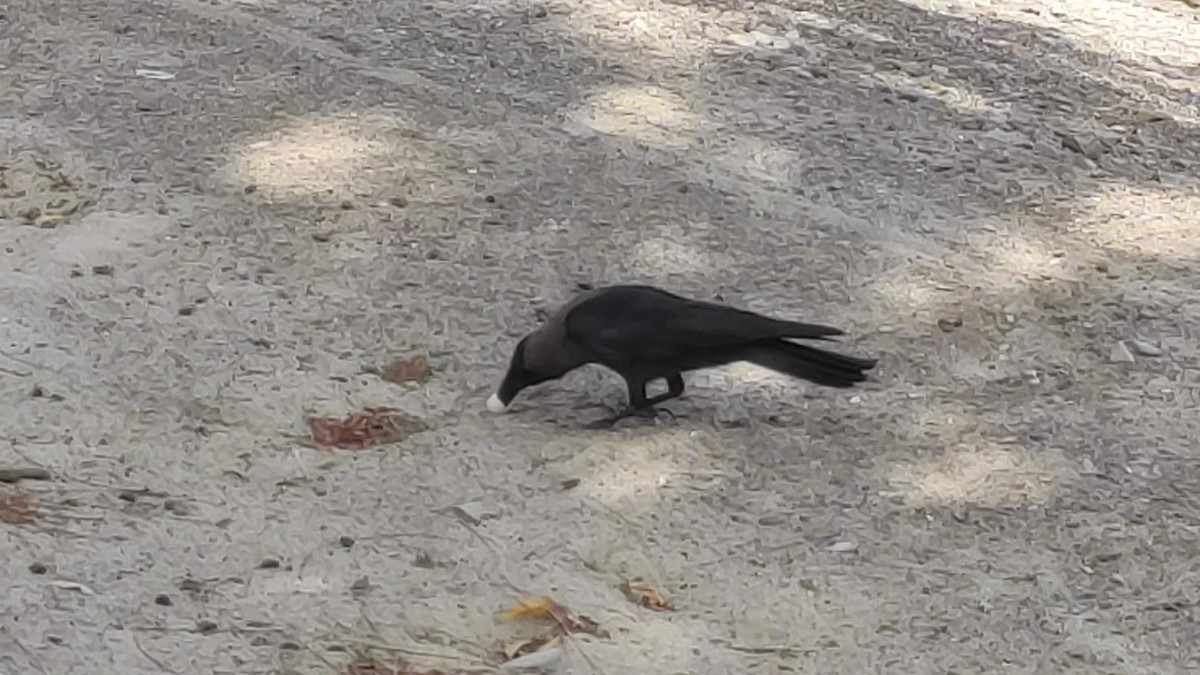 家烏鴉 - ML646287648