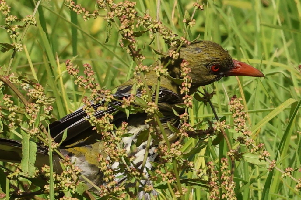 Olive-backed Oriole - ML646287649