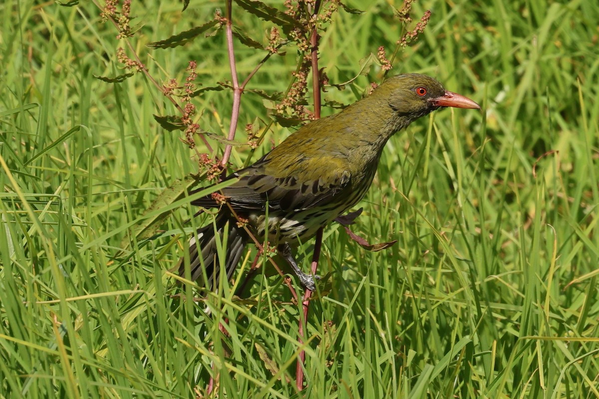 Olive-backed Oriole - ML646287650