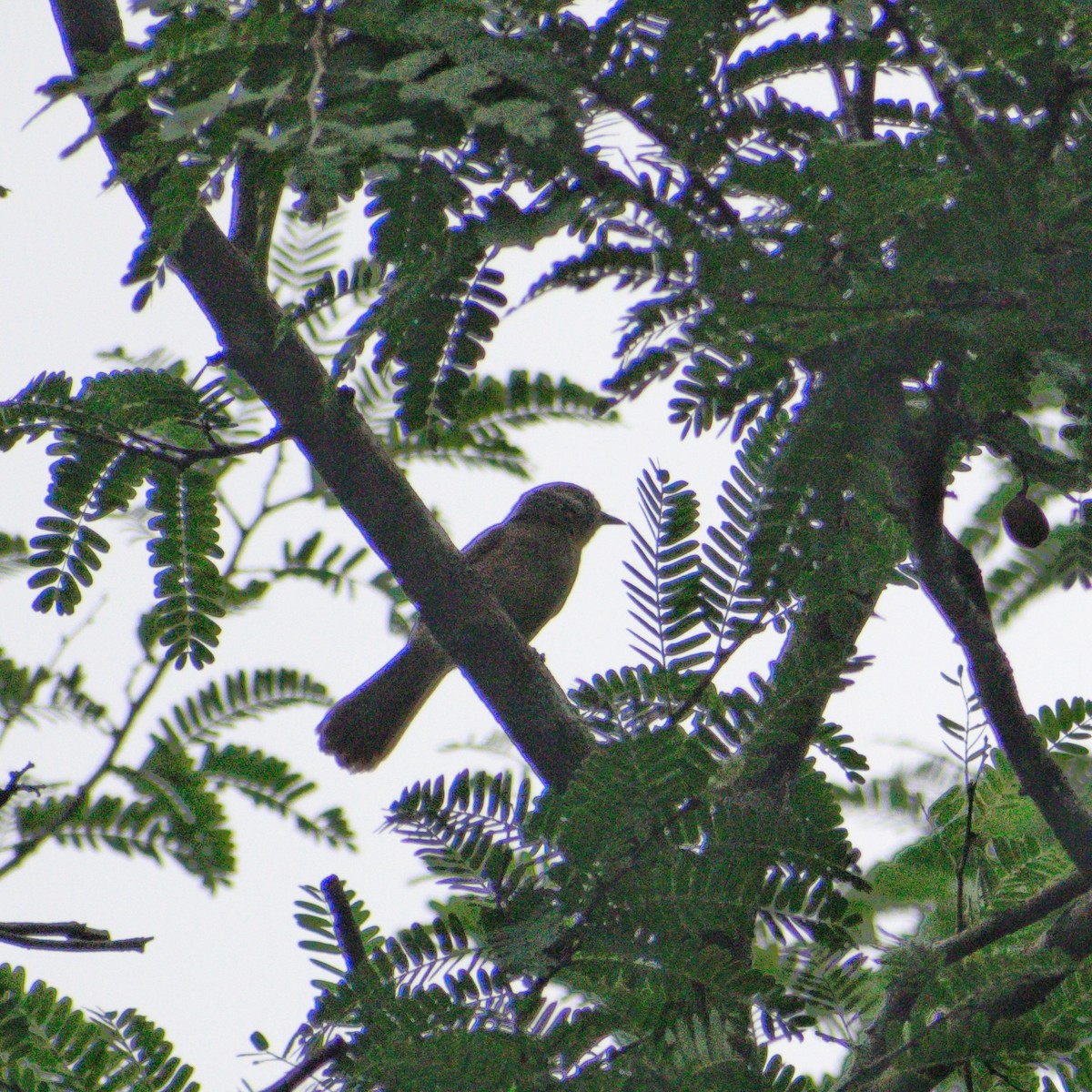 Pin-striped Tit-Babbler - ML646287651