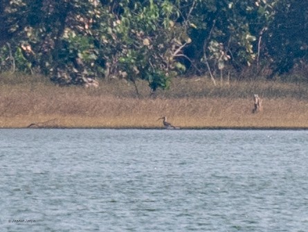 大杓鷸 - ML646287652