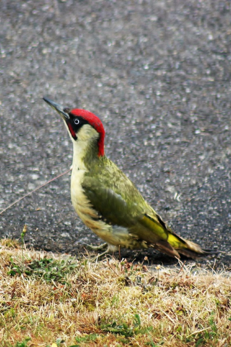 Eurasian Green Woodpecker - ML646287654