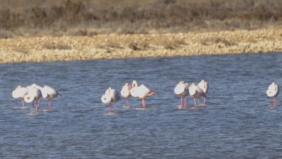 Ягаан нал - ML646287655