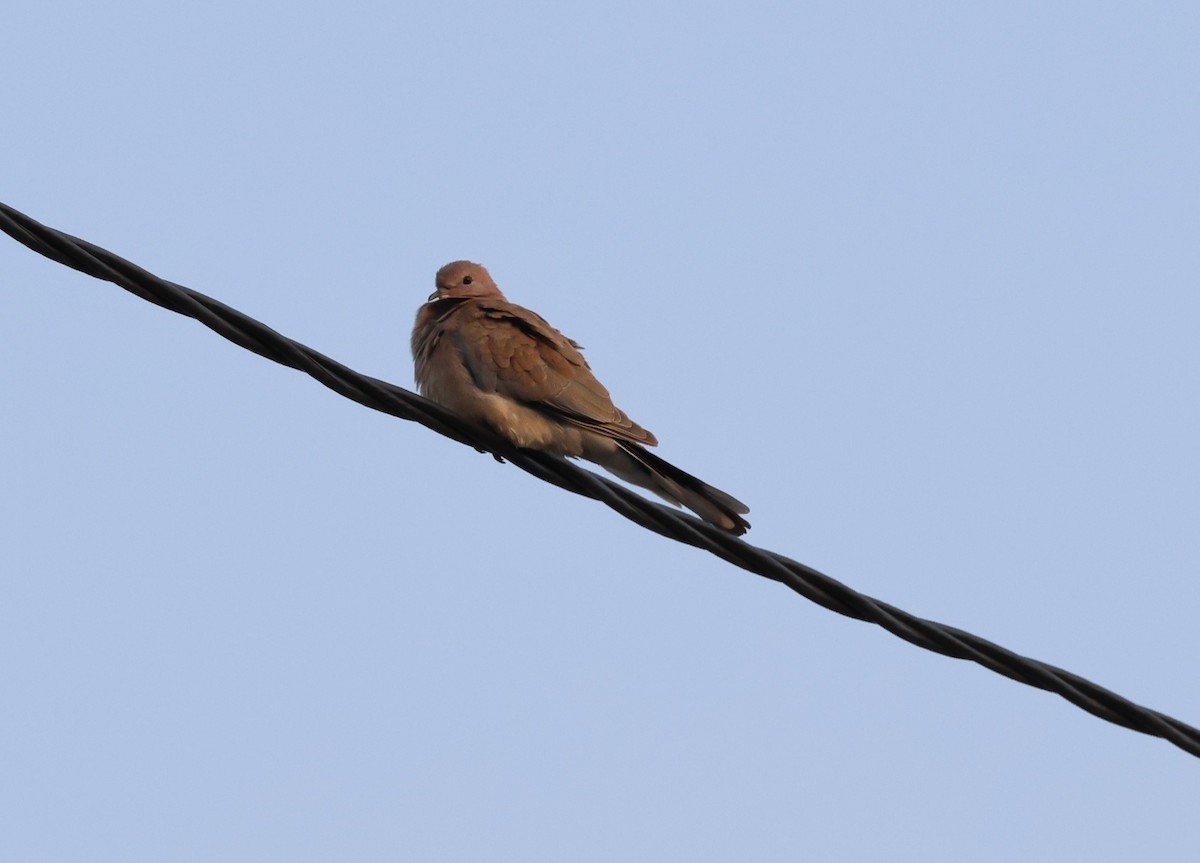 Laughing Dove - ML646287656