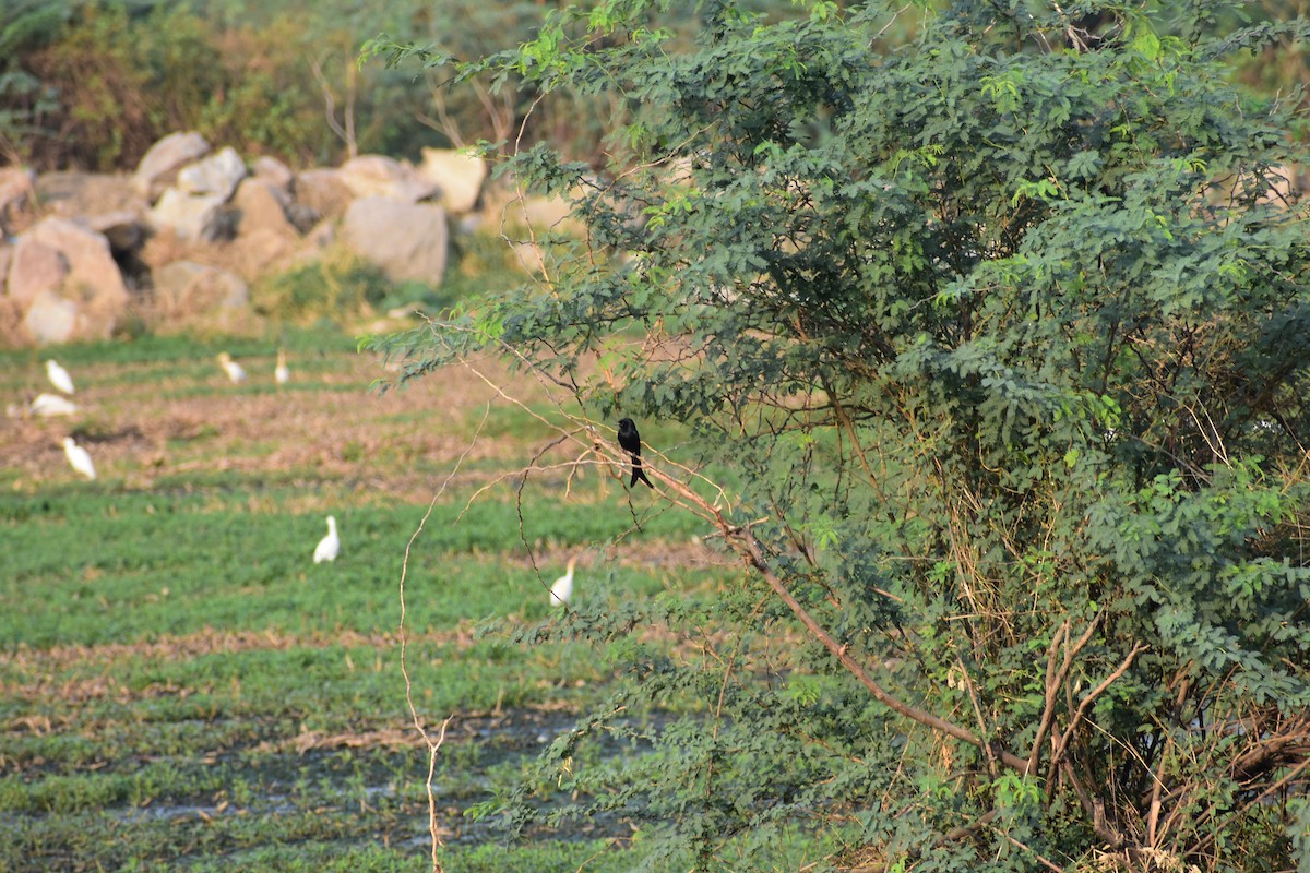 Black Drongo - ML646287658