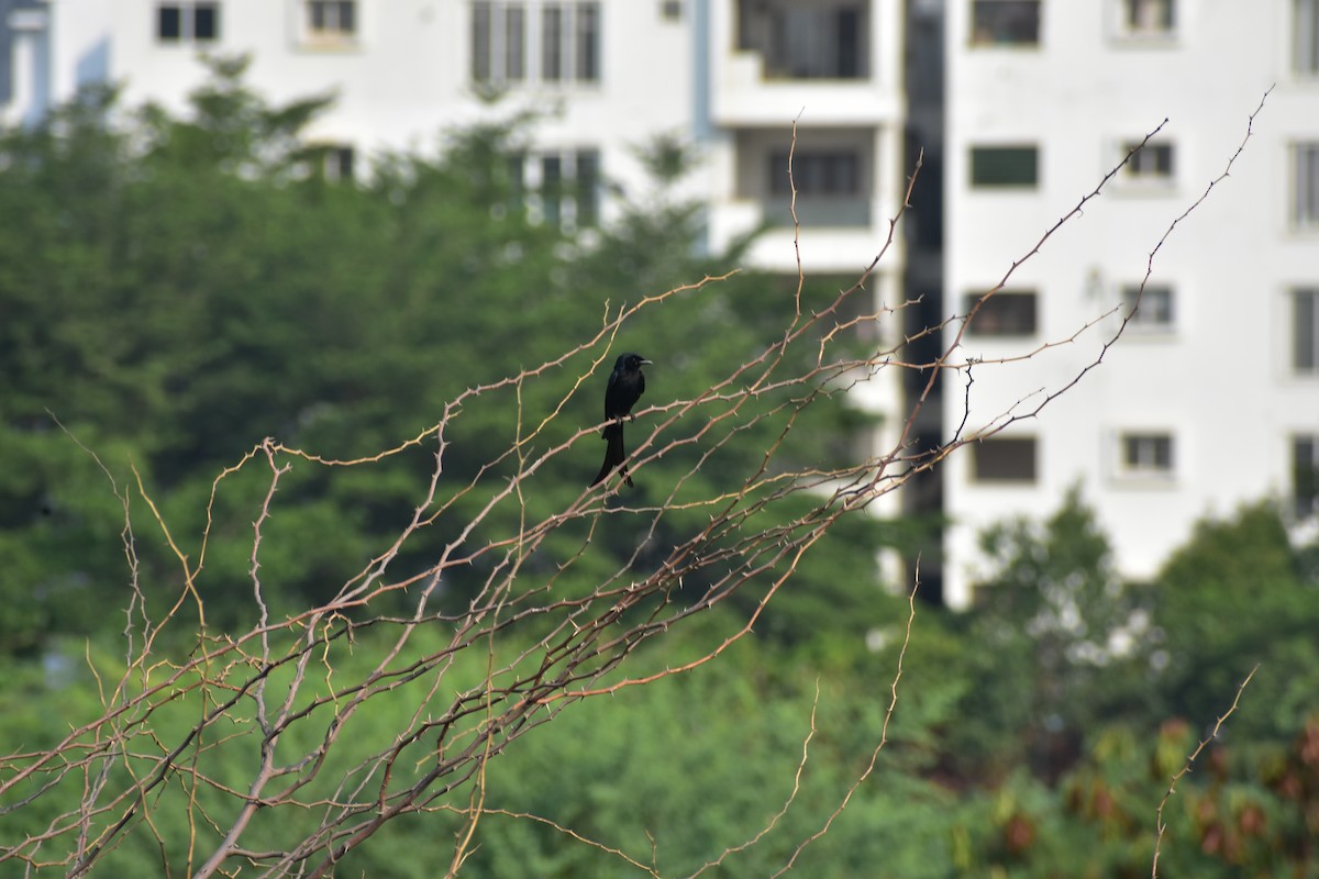 Black Drongo - ML646287659