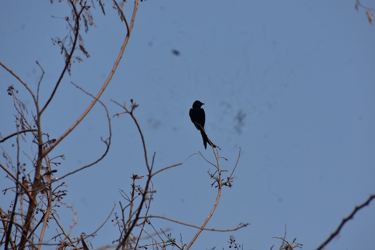 Black Drongo - ML646287660