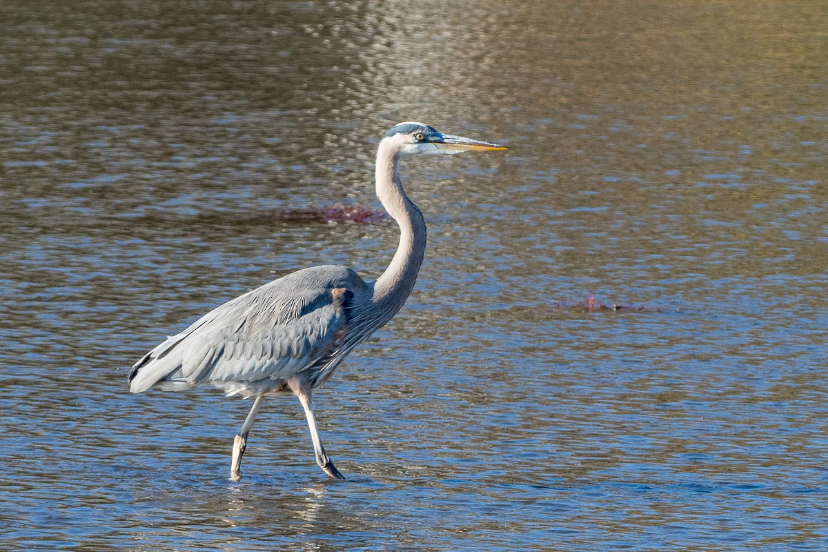 Great Blue Heron - ML646287663