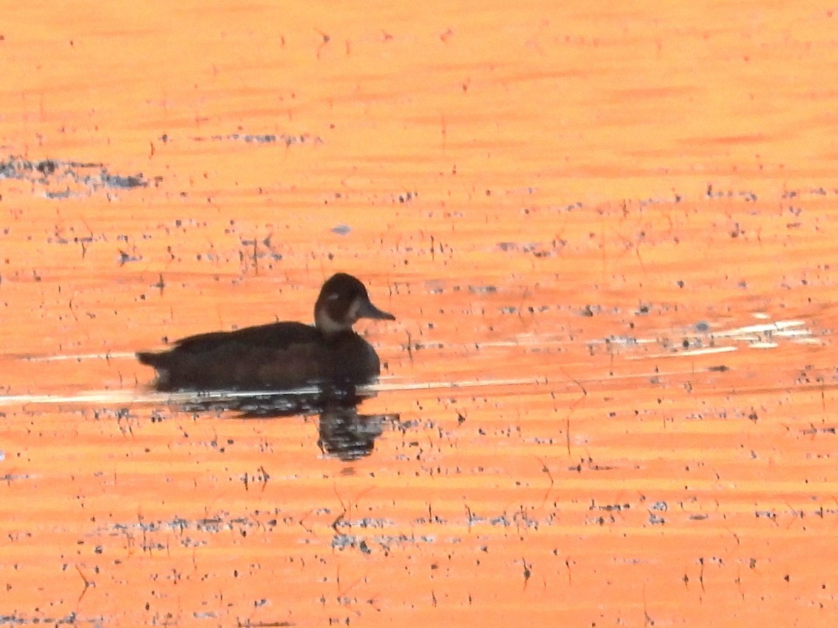 Southern Pochard - ML646287675