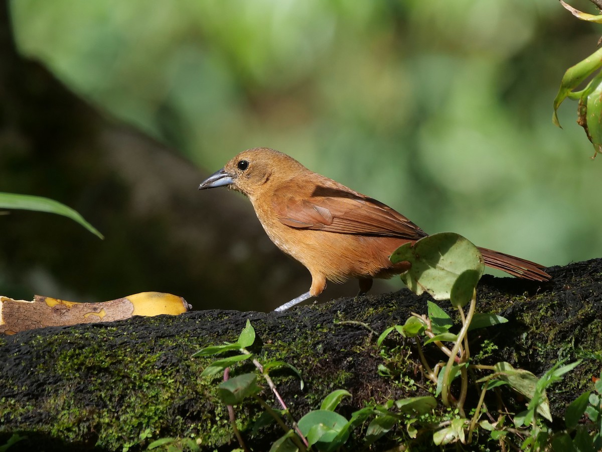 White-lined Tanager - ML646287676
