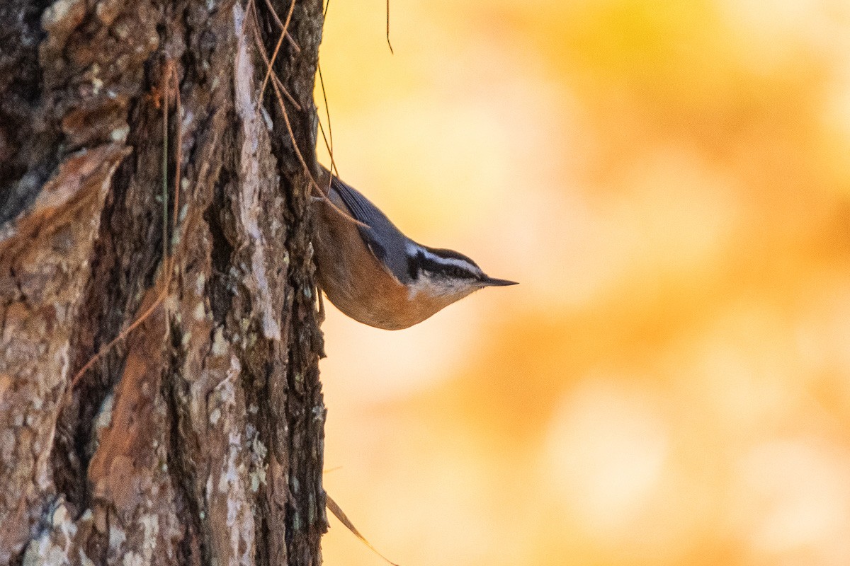 Red-breasted Nuthatch - ML646287683