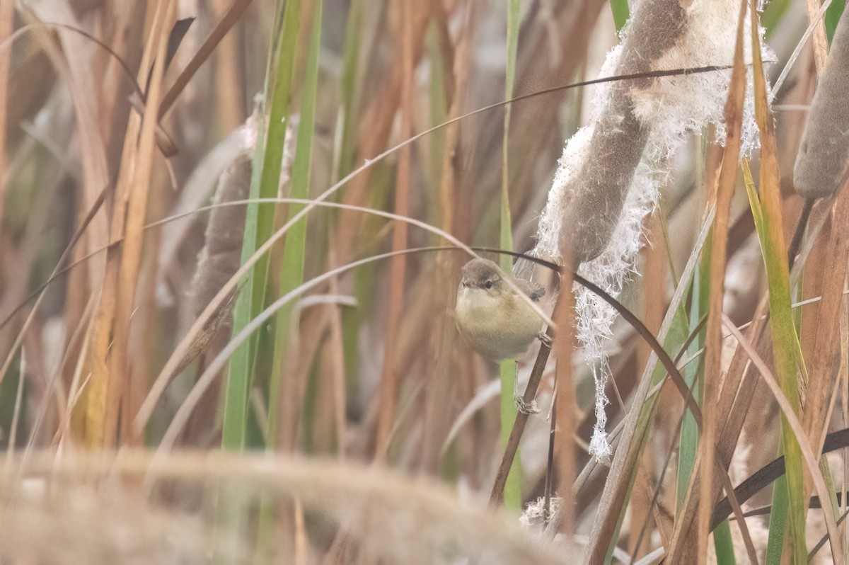 Paddyfield Warbler - ML646287684