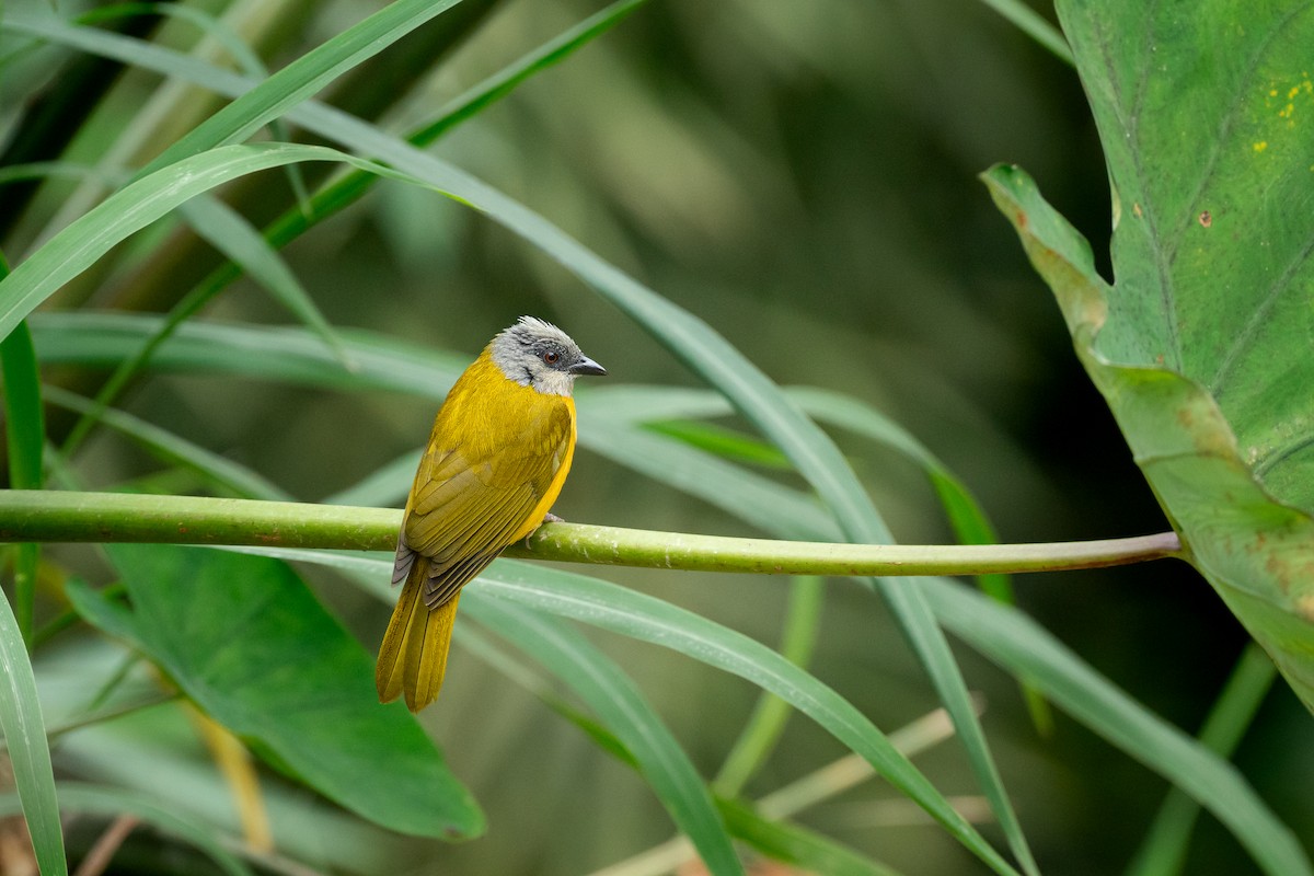 カンムリフウキンチョウ - ML646287685