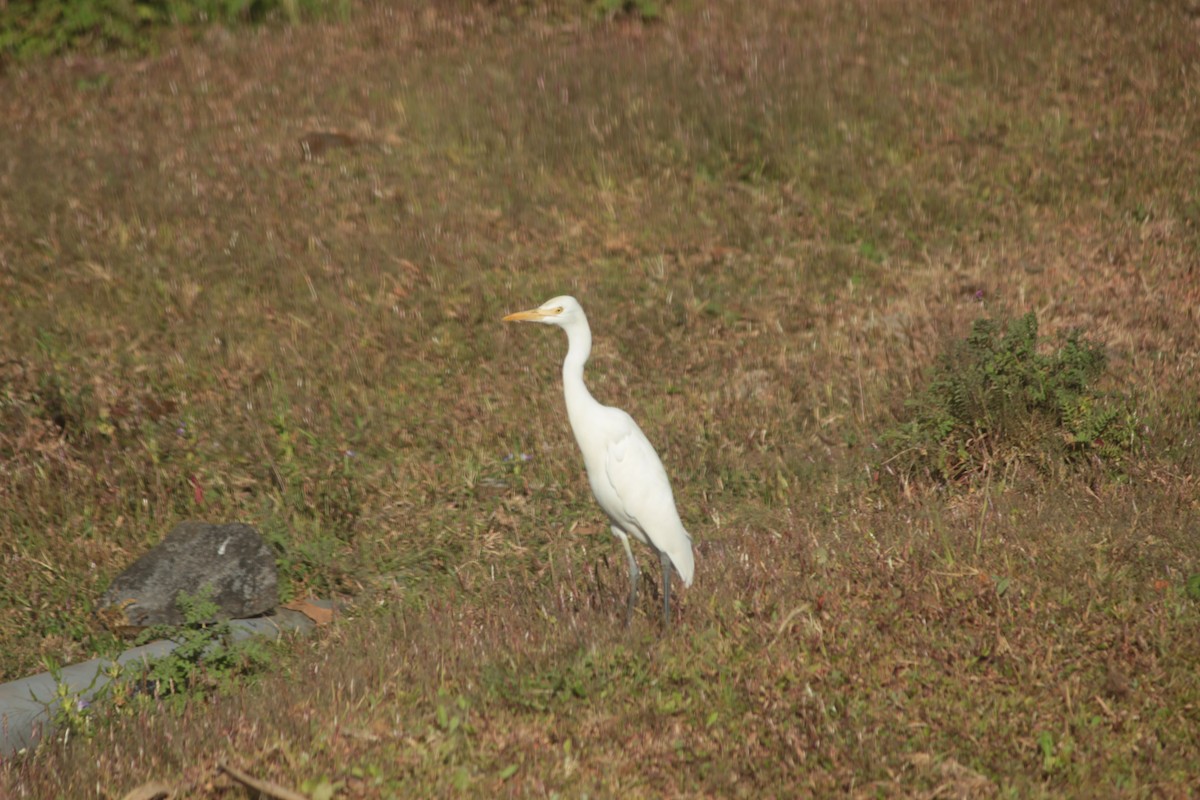 Doğulu Sığır Balıkçılı - ML646287687