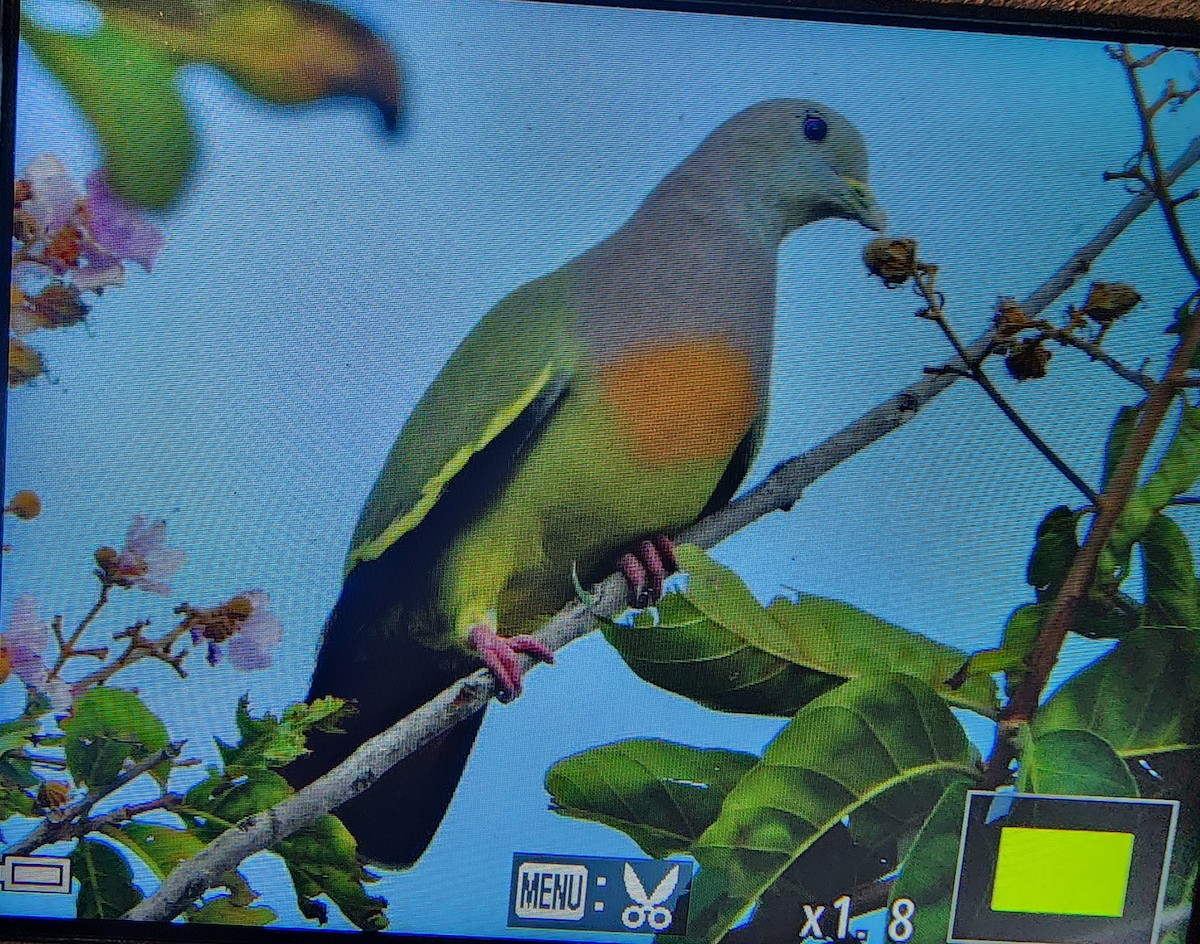 Pink-necked Green-Pigeon - ML646287688