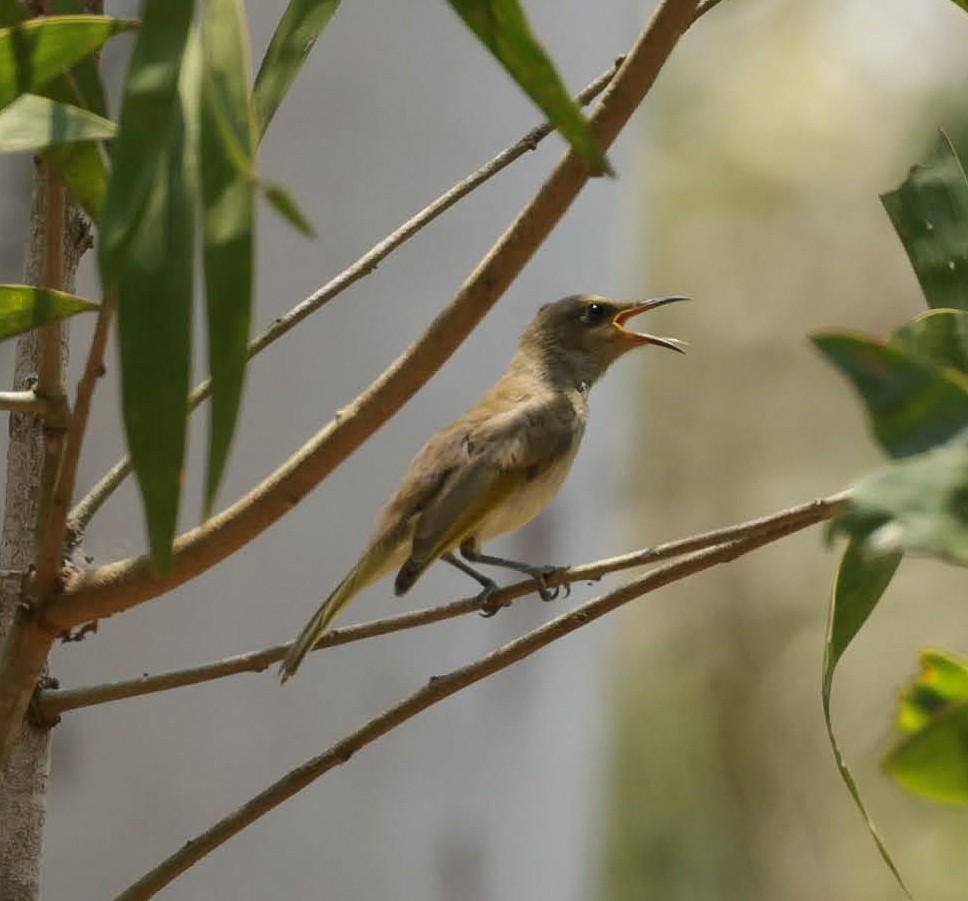 Brown Honeyeater - ML646287689