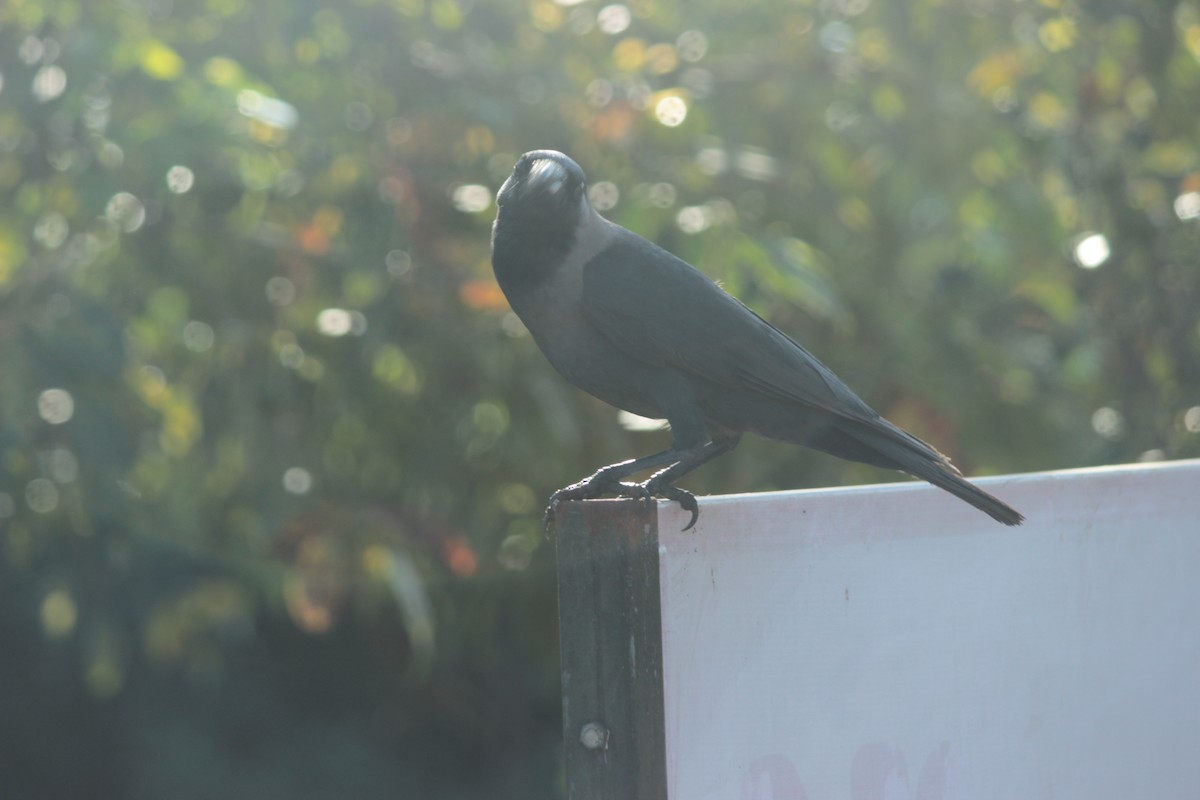 Ev Kargası - ML646287691