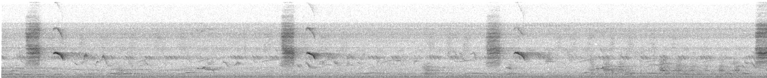 Black Drongo - ML646287697