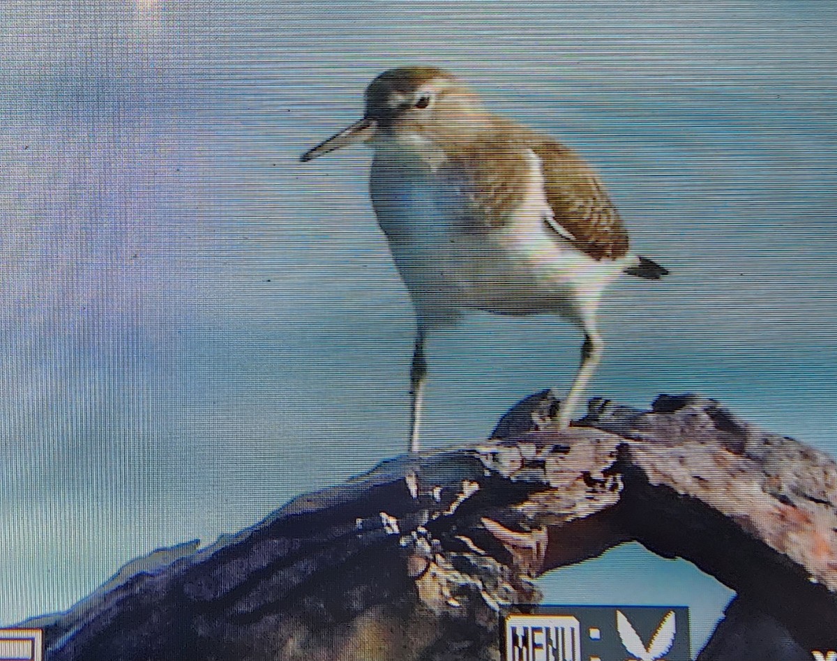 磯鷸 - ML646287699