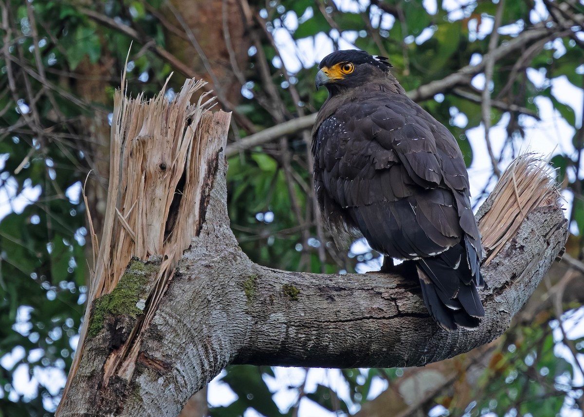 Хохлатый змееяд [группа cheela] - ML646287700