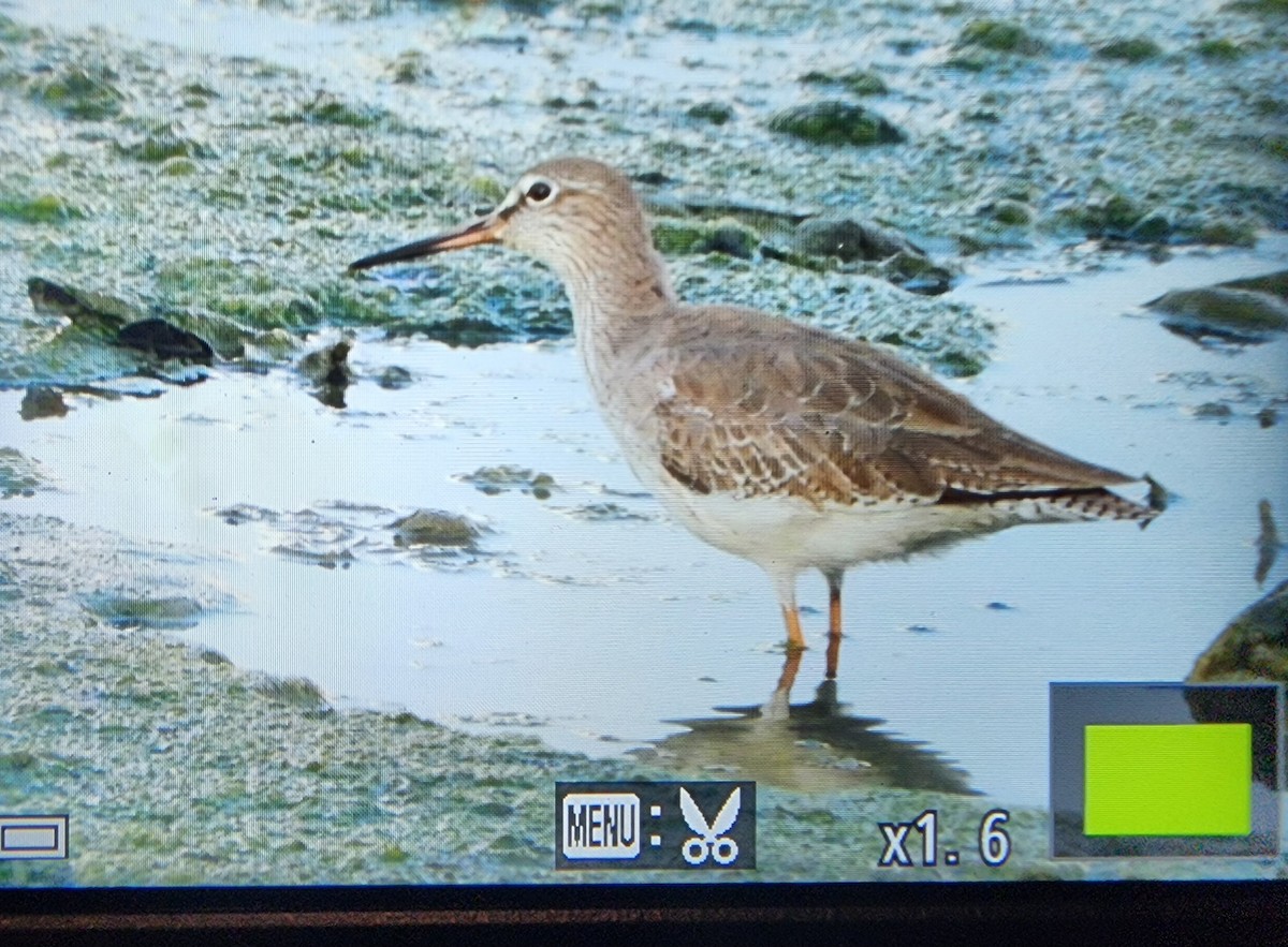 赤足鷸 - ML646287702