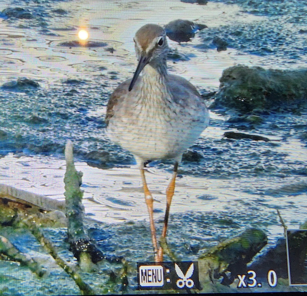 赤足鷸 - ML646287706