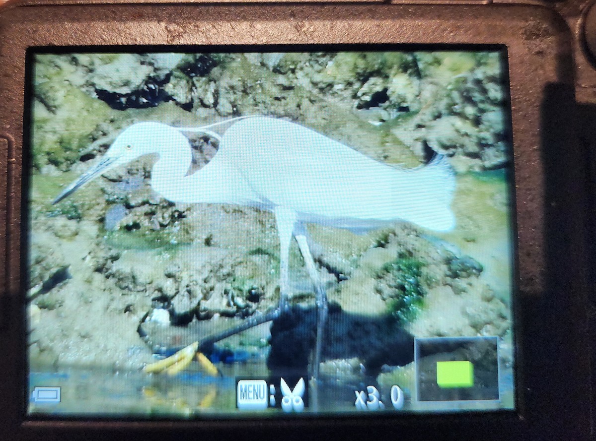 小白鷺 - ML646287708