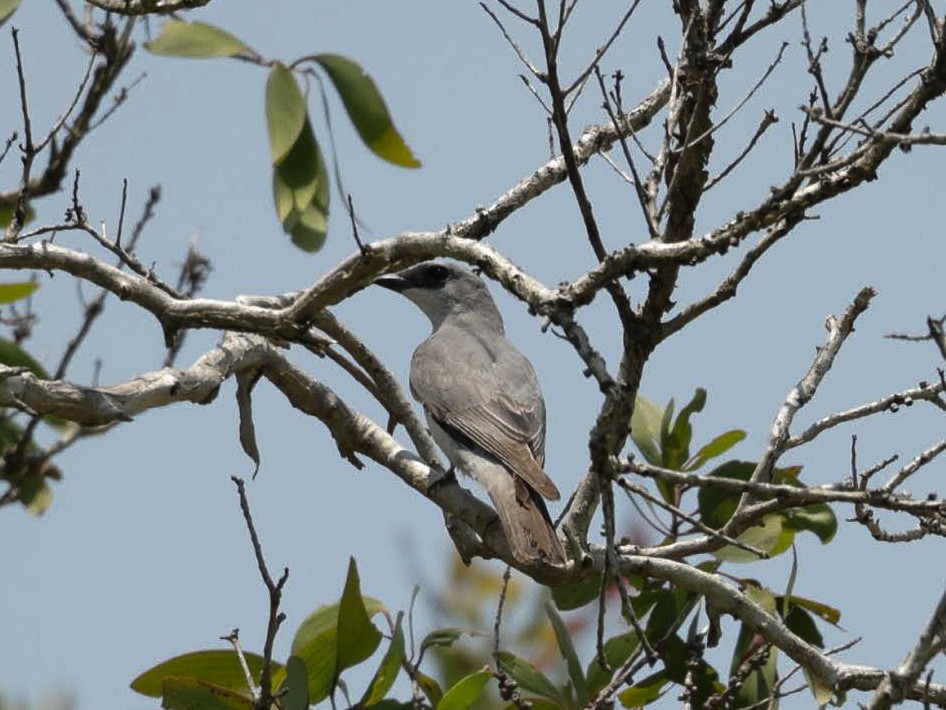 White-bellied Cuckooshrike - ML646287710