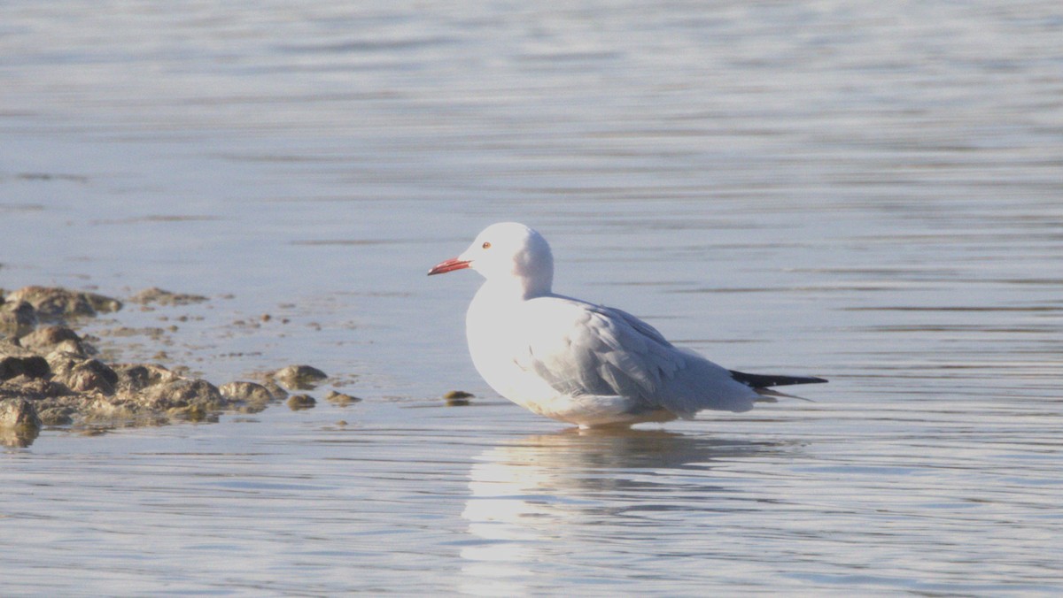 Slender-billed Gull - ML646287712
