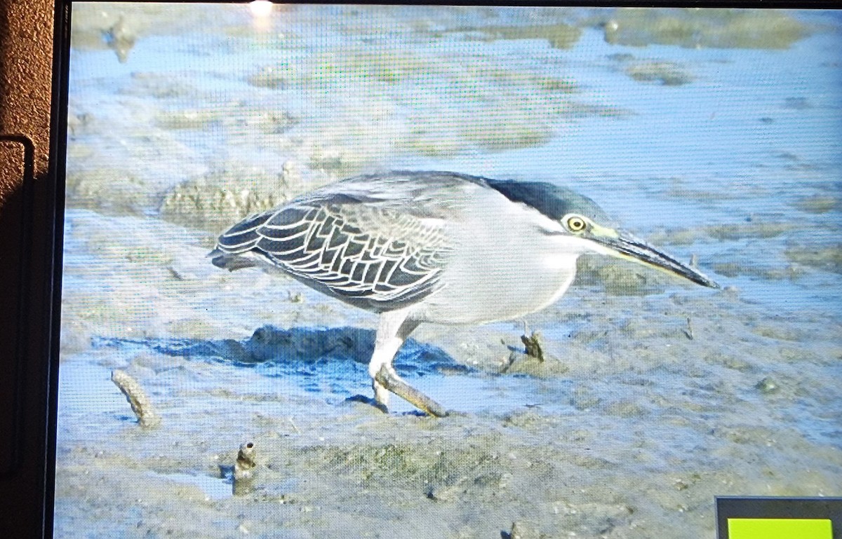 綠簑鷺 - ML646287714