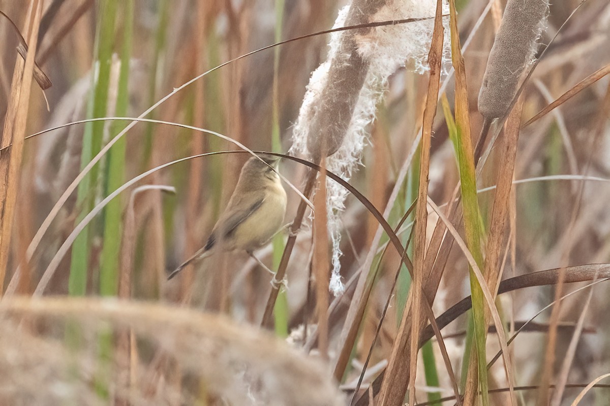 Paddyfield Warbler - ML646287715
