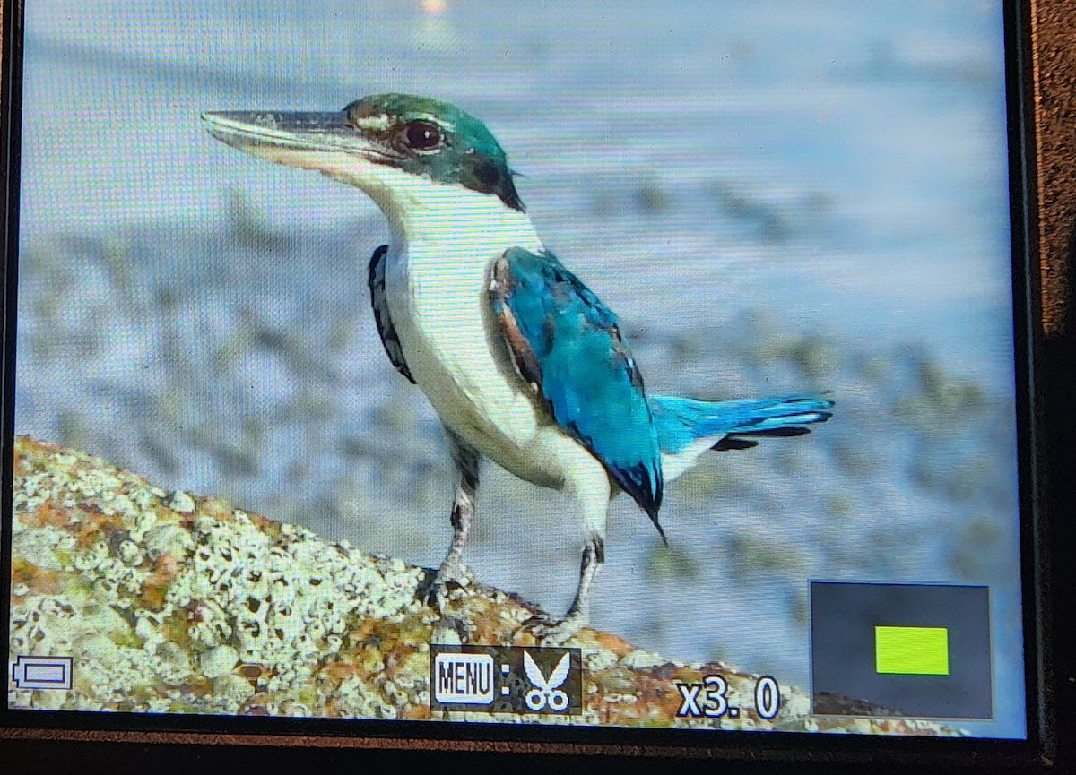 白領翡翠 - ML646287716